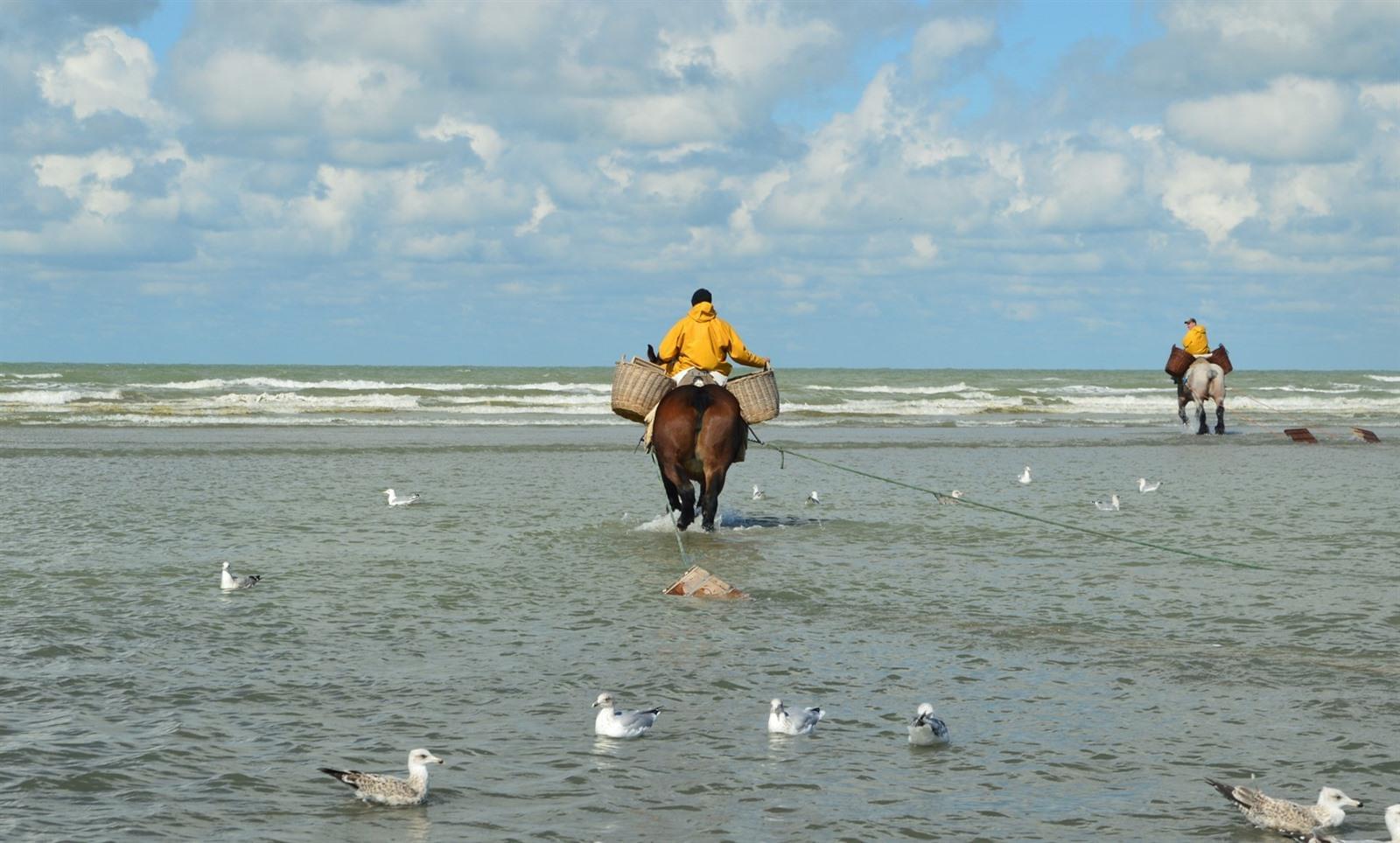 Garnaalvissers te paard in Oostduinkerke